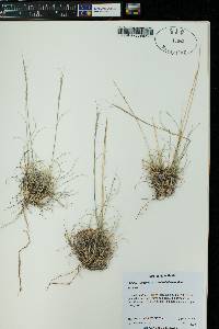 Aristida purpurea var. nealleyi image