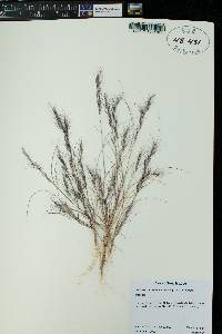 Aristida purpurea var. nealleyi image