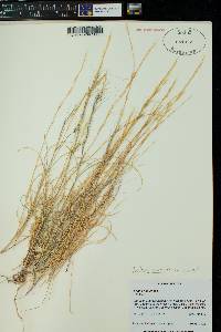 Aristida purpurea var. nealleyi image