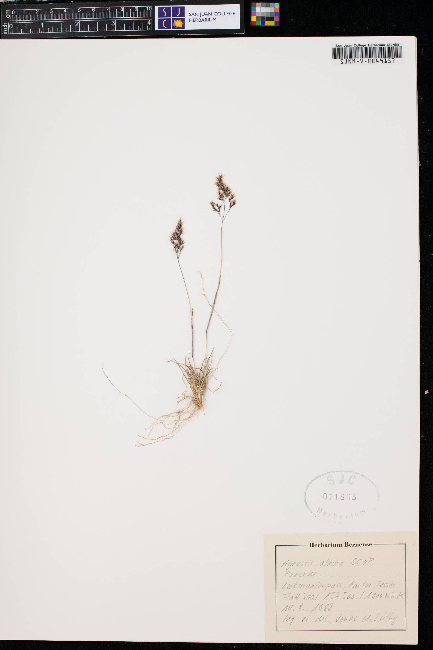 Agrostis alpina image