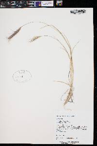 Elymus scribneri image