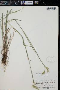 Bromus anomalus image