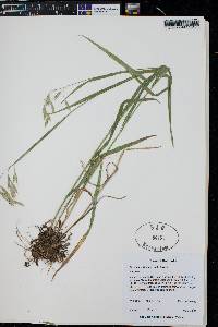 Bromus carinatus image