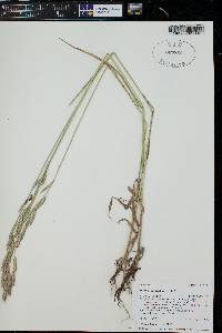 Bromus carinatus image