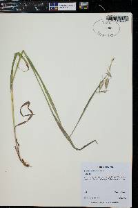 Bromus catharticus image