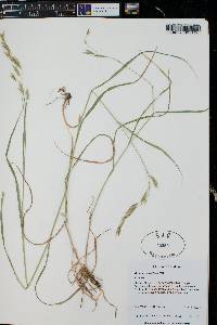 Bromus catharticus image