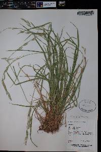 Bromus catharticus image