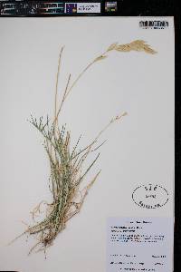 Bromus porteri image