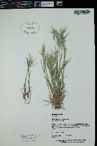 Bromus rubens image