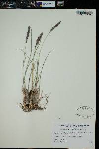 Calamagrostis purpurascens image