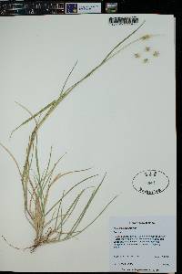 Cenchrus spinifex image