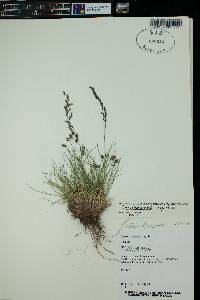 Agrostis variabilis image
