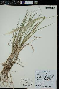 Digitaria californica image