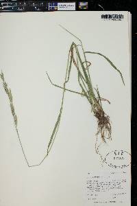 Bromus carinatus image