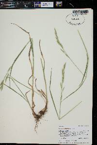 Bromus carinatus image