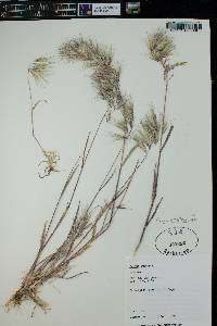 Bromus rubens image