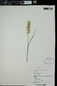 Cenchrus longispinus image