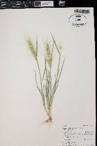 Elymus elymoides var. elymoides image