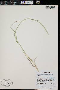 Elymus lanceolatus image