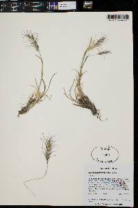 Elymus scribneri image