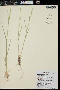 Pascopyrum smithii image