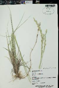 Pascopyrum smithii image