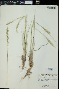 Pascopyrum smithii image