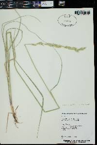 Elymus elymoides subsp. brevifolius image