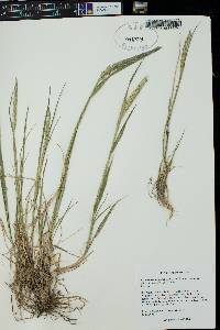 Elymus alaskanus subsp. latiglumis image