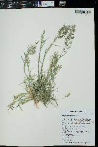 Eragrostis barrelieri image