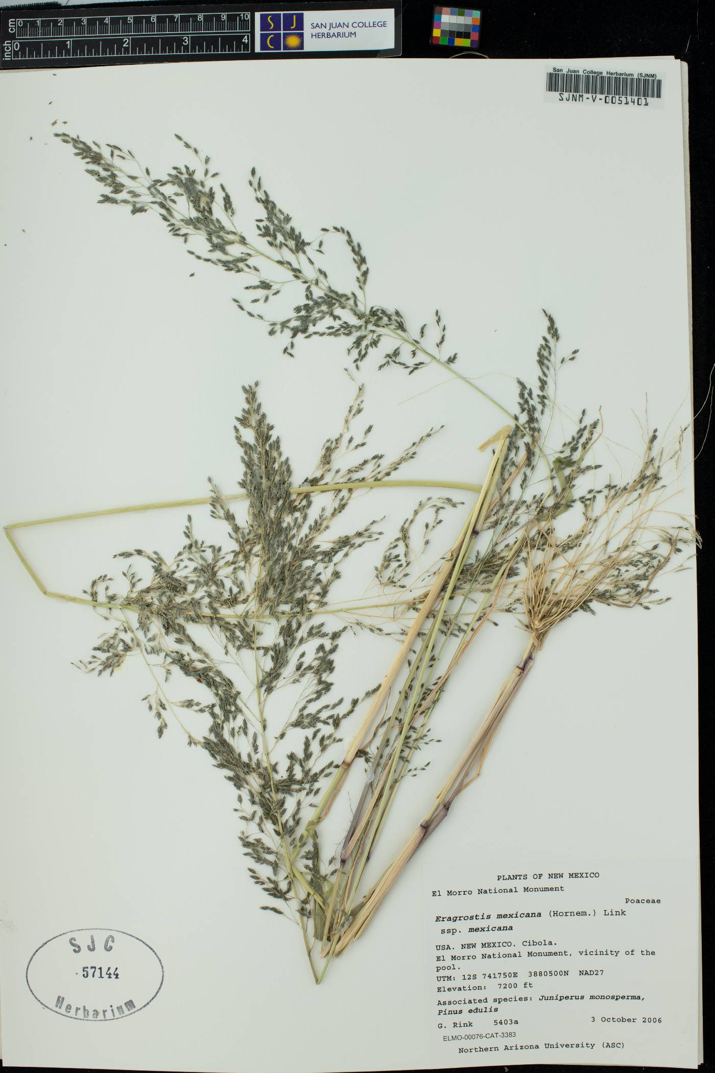 Eragrostis mexicana subsp. mexicana image