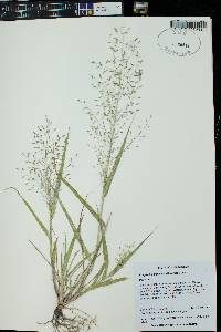 Eragrostis mexicana image