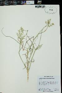 Eragrostis mexicana image