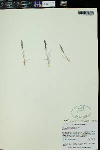 Eragrostis lutescens image