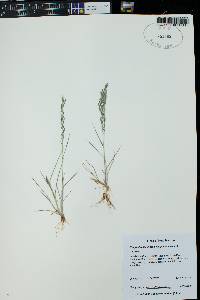 Eragrostis pectinacea var. pectinacea image