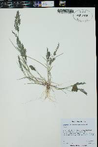 Eragrostis pectinacea var. pectinacea image