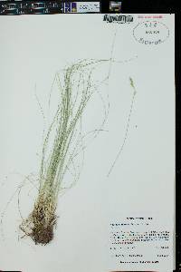 Festuca arizonica image