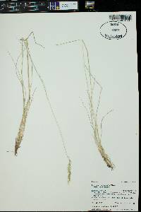 Festuca idahoensis var. idahoensis image