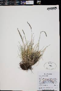 Festuca saximontana image