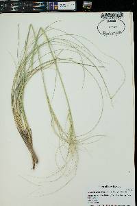 Hesperostipa comata image