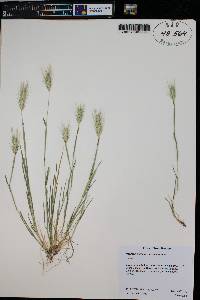 Hordeum murinum image