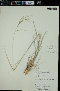 Disakisperma dubium image