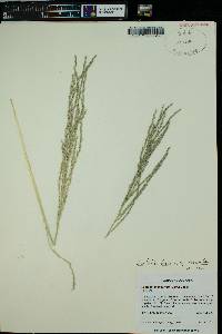 Leptochloa panicea subsp. brachiata image