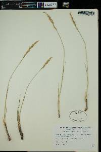 Leucopoa kingii image