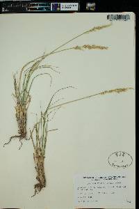 Leucopoa kingii image