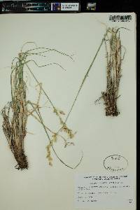 Leucopoa kingii image