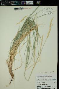 Leymus triticoides image