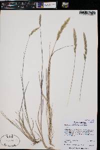 Muhlenbergia ramulosa image