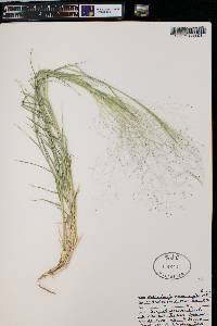 Muhlenbergia asperifolia image