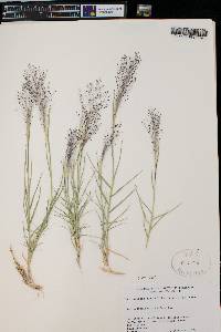 Muhlenbergia asperifolia image